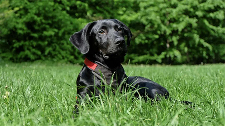 愛犬が怒ってる？本当は怖がってるだけかも…専門家が解説