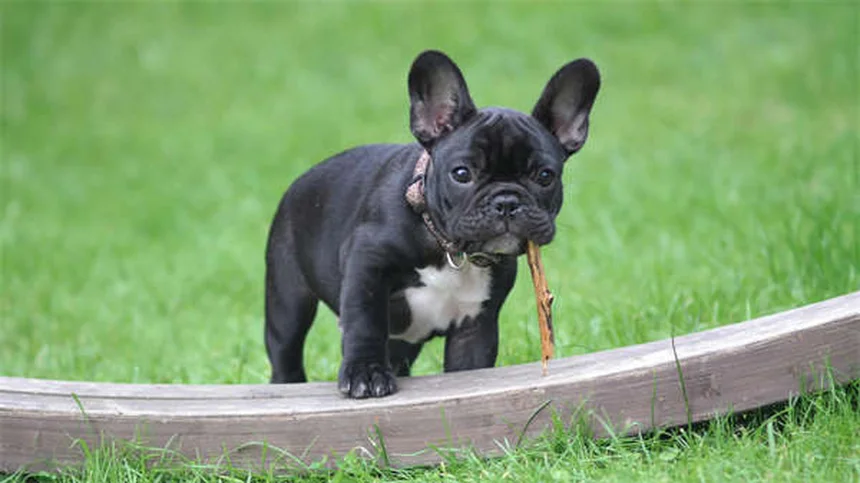 子犬のフード正しい選び方：DHA配合で賢く健康に育つコツ