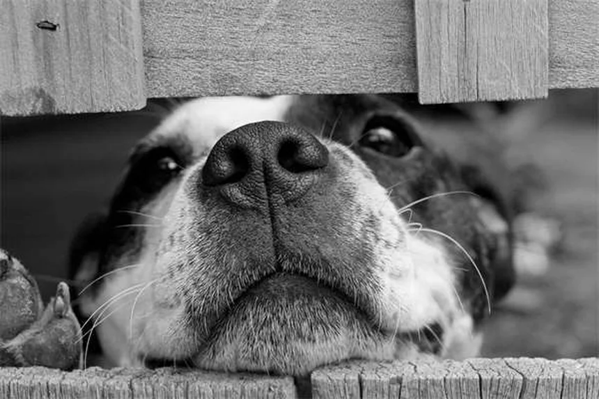 犬の膝の怪我を予防・治療する7つの方法とは？