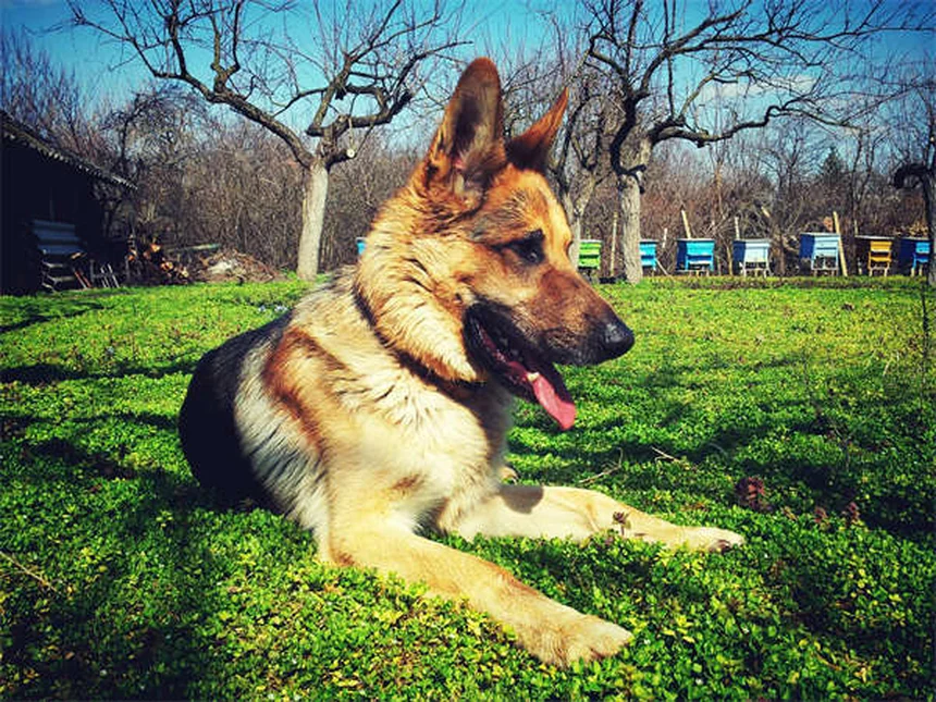 犬の膝の怪我を予防・治療する7つの方法とは？