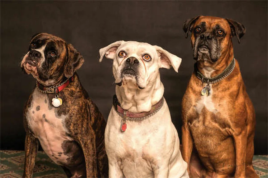 犬の歯列矯正、本当に必要？健康のために知っておきたい3つの理由