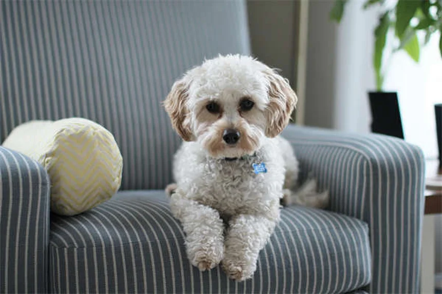 犬が傷を舐める理由と知っておきたい唾液のリスク