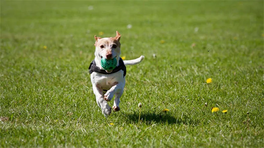 犬が傷を舐める理由と知っておきたい唾液のリスク