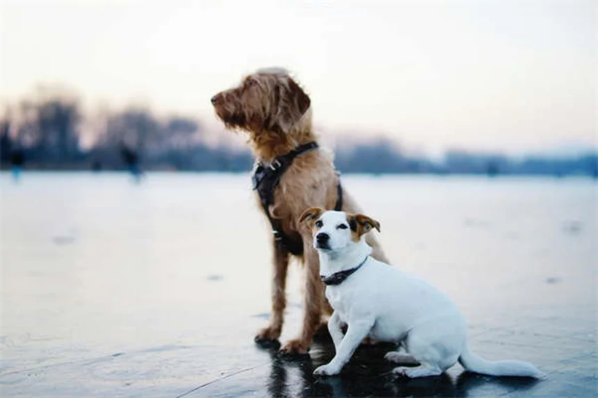 愛犬の治療費に悩んだらまず読んで。助けになる7つの方法