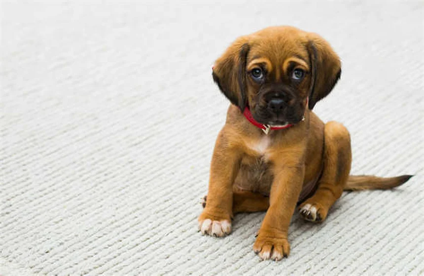 愛犬の治療費に悩んだらまず読んで。助けになる7つの方法