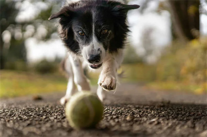 犬のフケの原因と自宅でできる正しいケア方法