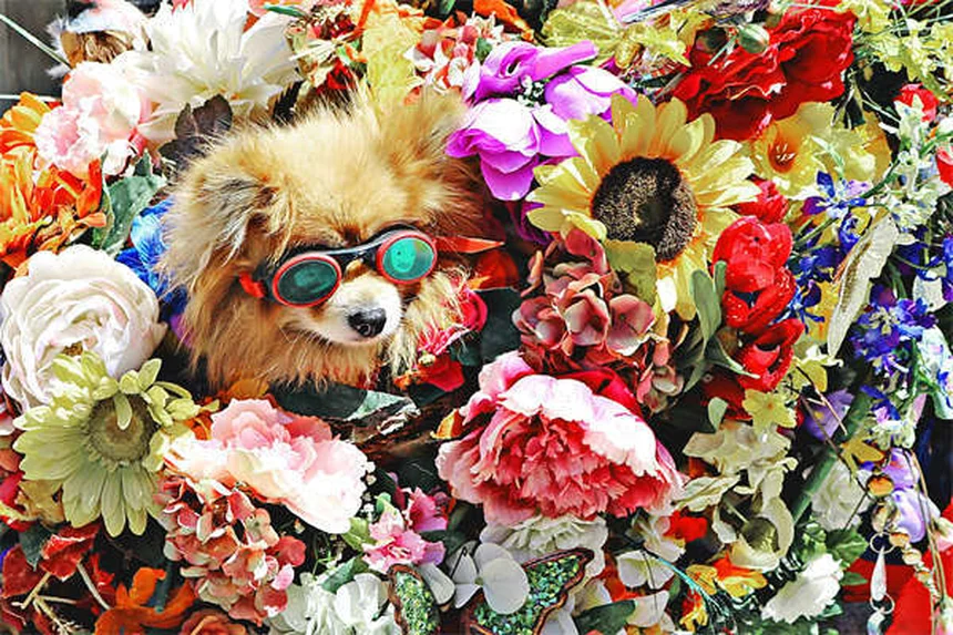 愛犬にPepto-Bismolは安全？危険性と正しい使い方