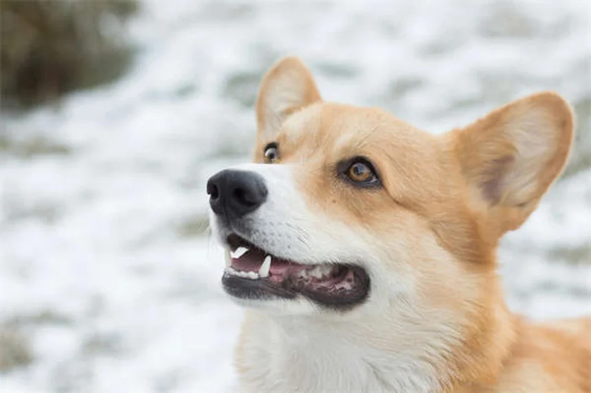 愛犬にPepto-Bismolは安全？危険性と正しい使い方