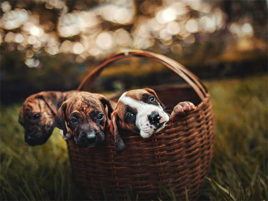 子犬の世話初心者必見！生後0日から離乳までの完全ガイド