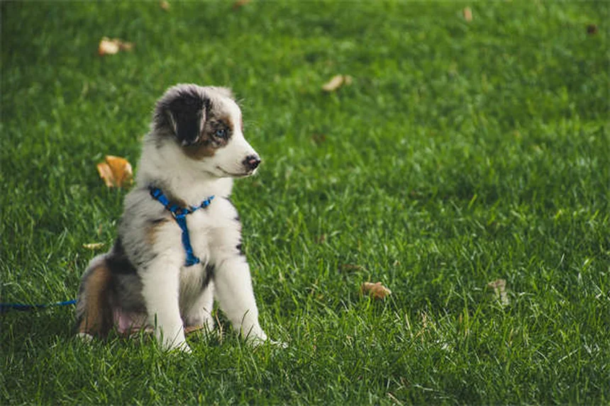 犬のセロトニン症候群：知らずに与えると危険な薬と食べ物
