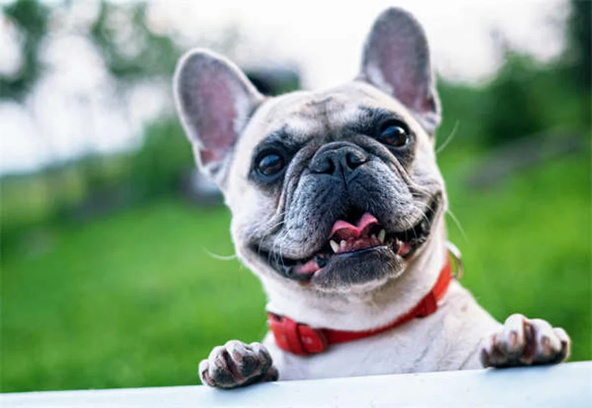 マルボフロキサシンで犬猫の感染症が治る？！