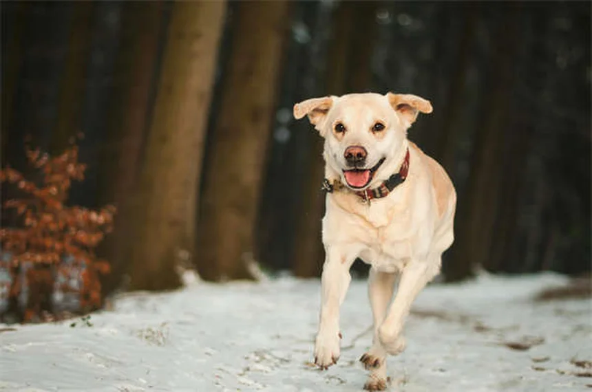 犬の体臭が気になる6つの理由と今すぐできる対策