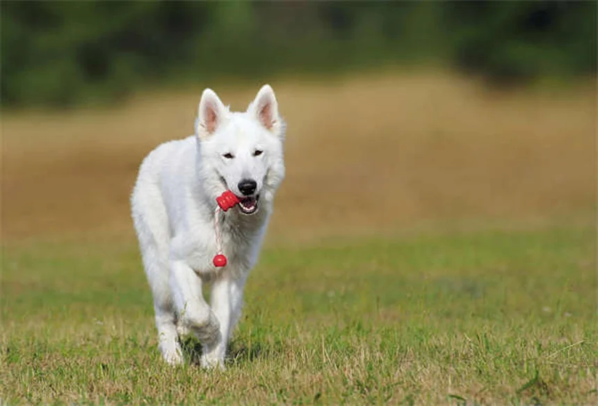 犬のシェイピング訓練法、段階的アプローチで効果を実感