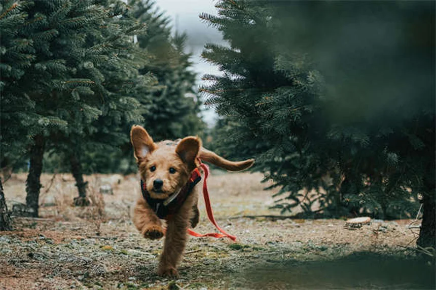 獣医師が解説｜ソタロールの犬への副作用と過剰摂取リスク