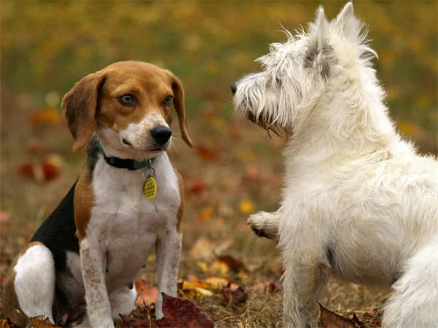 糖尿病の犬を引き取る前に知っておくべき驚くべき事実