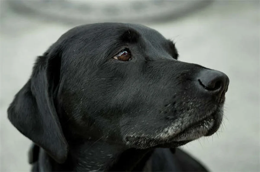 糖尿病の犬を引き取る前に知っておくべき驚くべき事実
