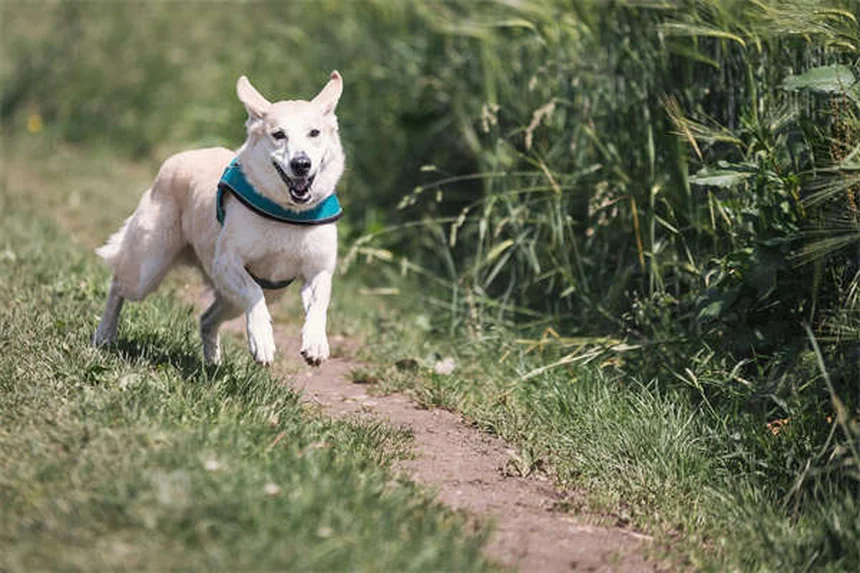 糖尿病の犬を引き取る前に知っておくべき驚くべき事実