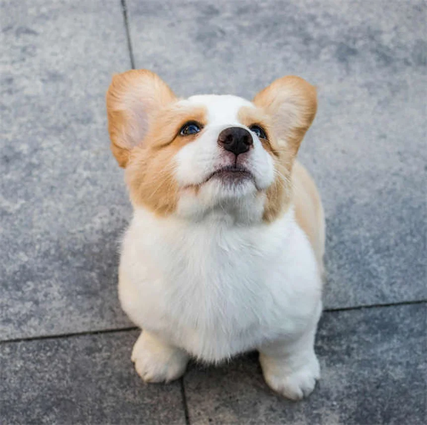 犬の食欲不振にミルタザピンを使う前に知っておきたい7つのポイント