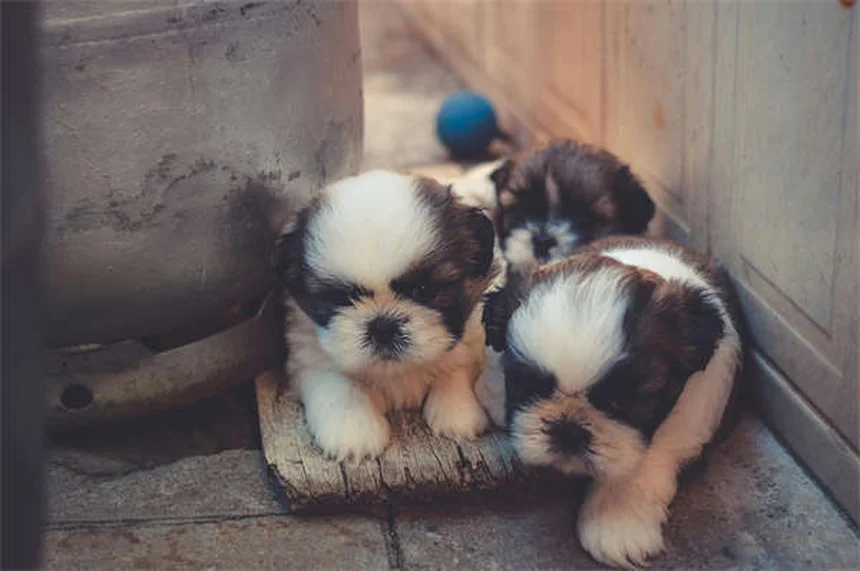 犬の食欲不振にミルタザピンを使う前に知っておきたい7つのポイント