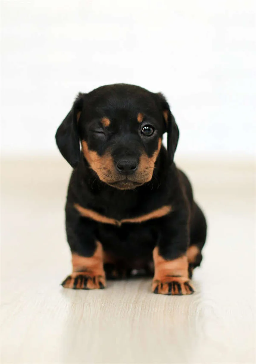 犬のダニ感染ルート5つとすぐにできる対策