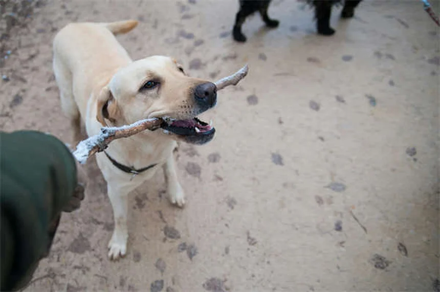 犬のダニ感染ルート5つとすぐにできる対策