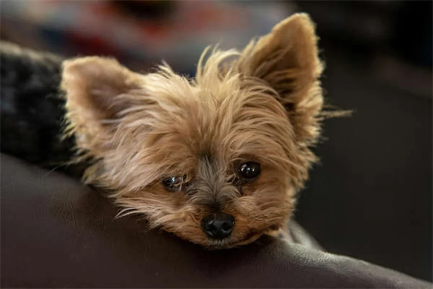 犬のダニ感染ルート5つとすぐにできる対策