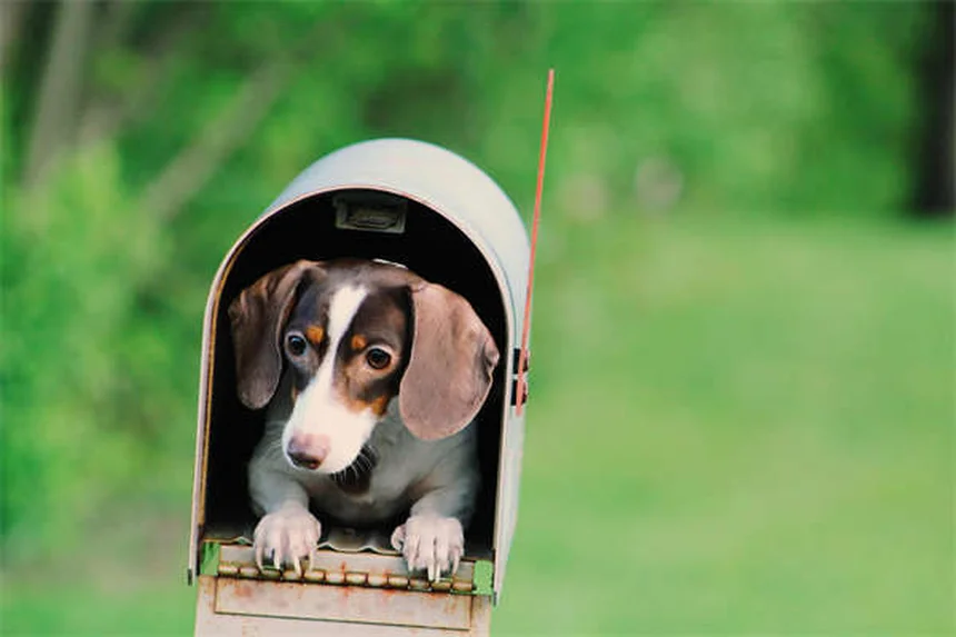 犬の年齢計算、1年=7年は間違い？体重と品種でこんなに違う
