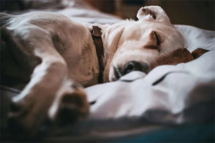 犬の年齢計算、1年=7年は間違い？体重と品種でこんなに違う