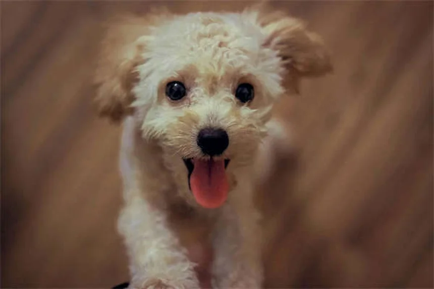 犬の年齢計算、1年=7年は間違い？体重と品種でこんなに違う
