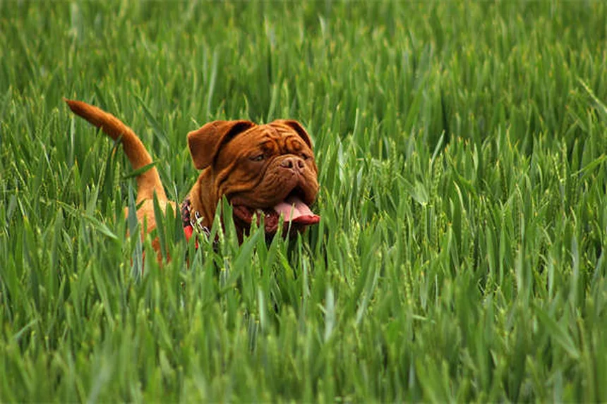 犬の膀胱結石に効く食事は？種類別に解説する治療法と予防法