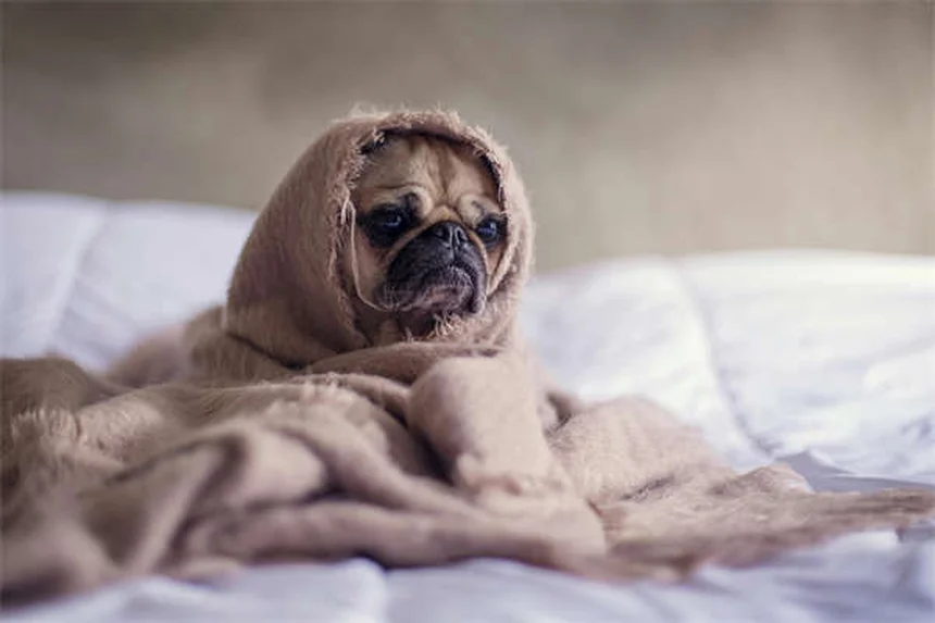 犬の膀胱結石に効く食事は？種類別に解説する治療法と予防法