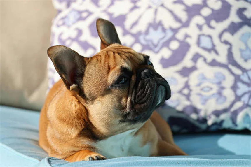 犬の美容の秘密！トリマーが教えたがっている6つの習慣
