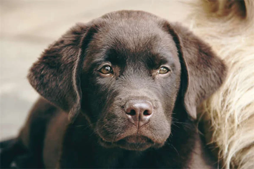 犬用フィットネスクラブの選び方。費用と効果を徹底比較