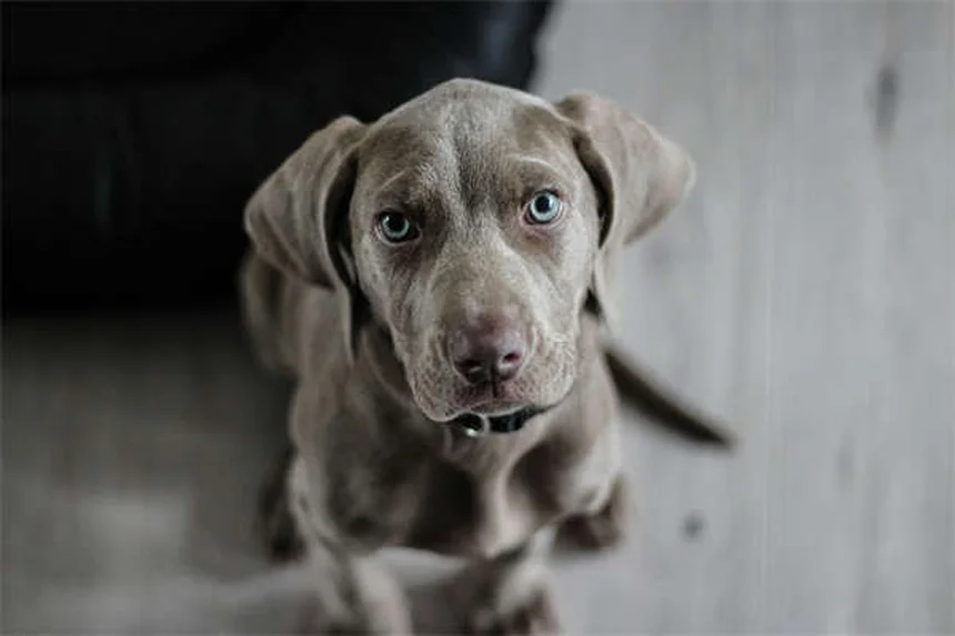 犬のおもちゃの選び方、もう失敗しない！コツをプロが伝授
