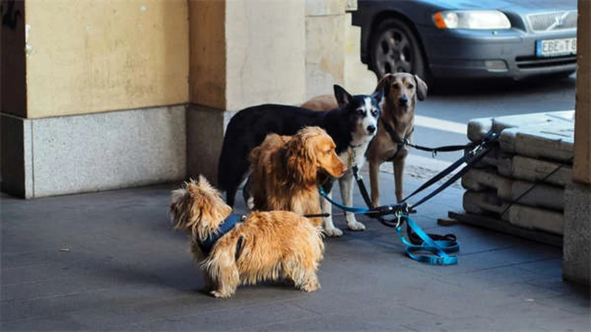 迷う人へ：初めての犬の選び方と飼う前の5つの準備
