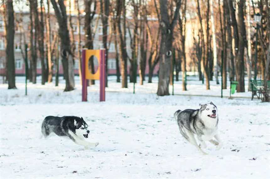 愛犬の水泳を成功させるコツ｜初心者でもできる7つのステップ