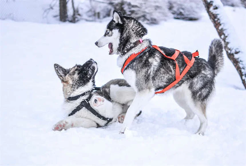 犬が猫アレルギーになる？意外な理由と簡単な対処法