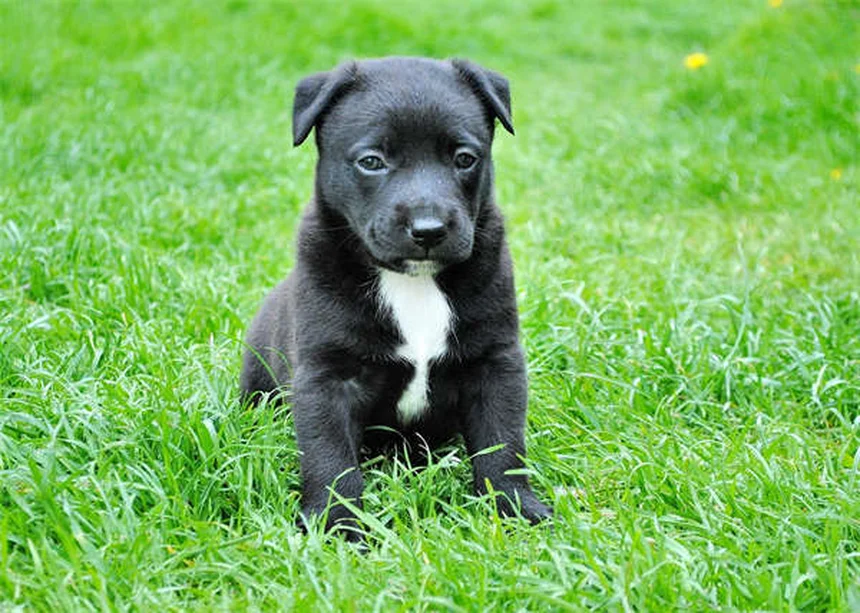 犬が猫アレルギーになる？意外な理由と簡単な対処法
