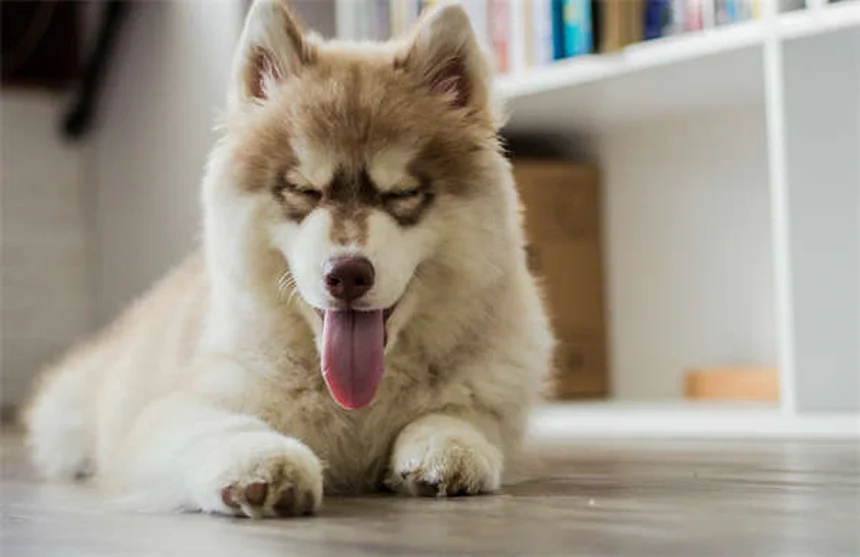 犬用ベナドリル：安全な用量と効果的な使い方