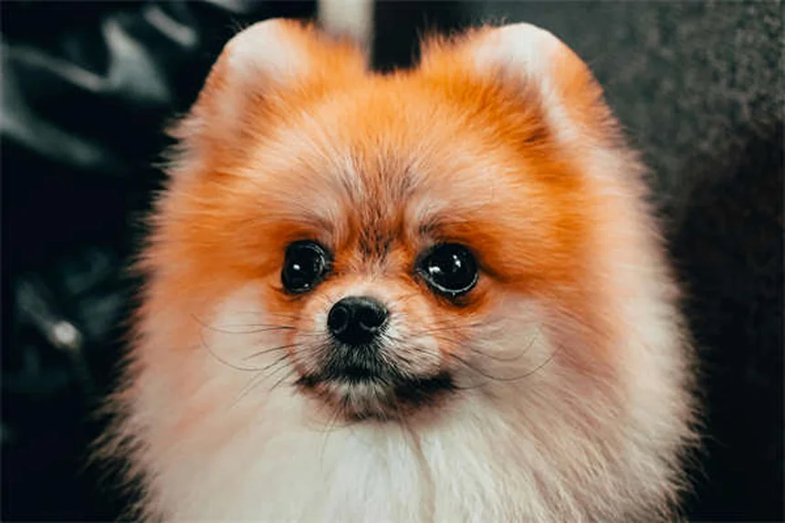 子犬がクレートで泣く？原因と解決法を専門家が徹底解説