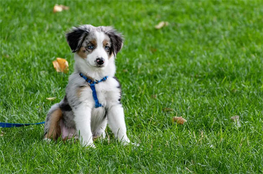 犬の耳掃除、間違えると危険！正しいやり方と頻度を獣医が解説
